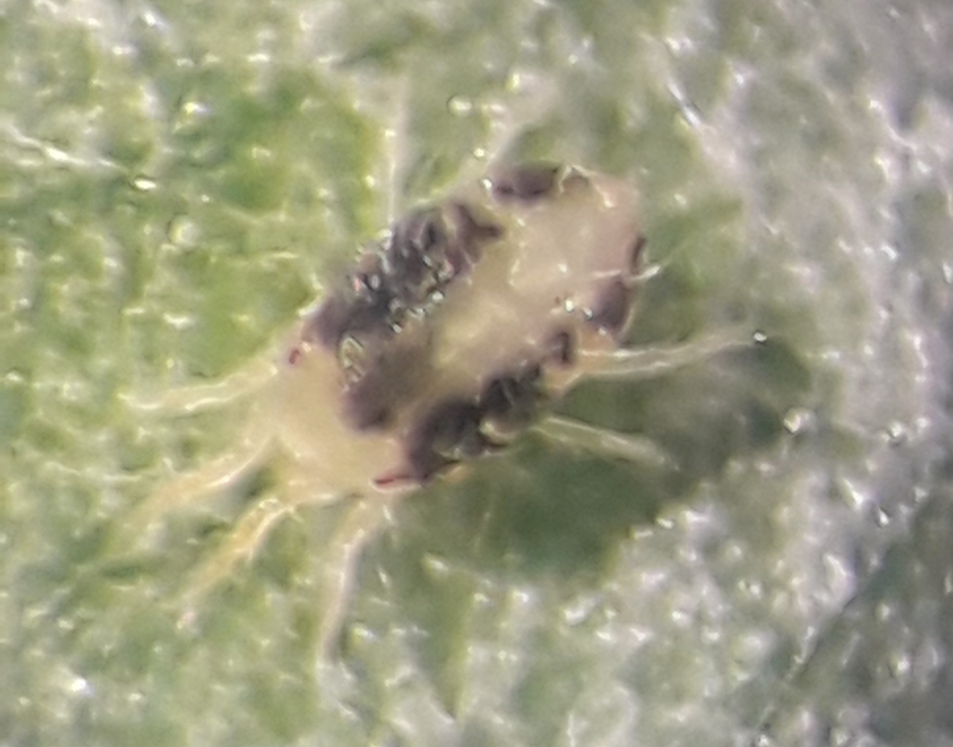 Summer form of two-spotted spider mite. Image © ADAS Horticulture